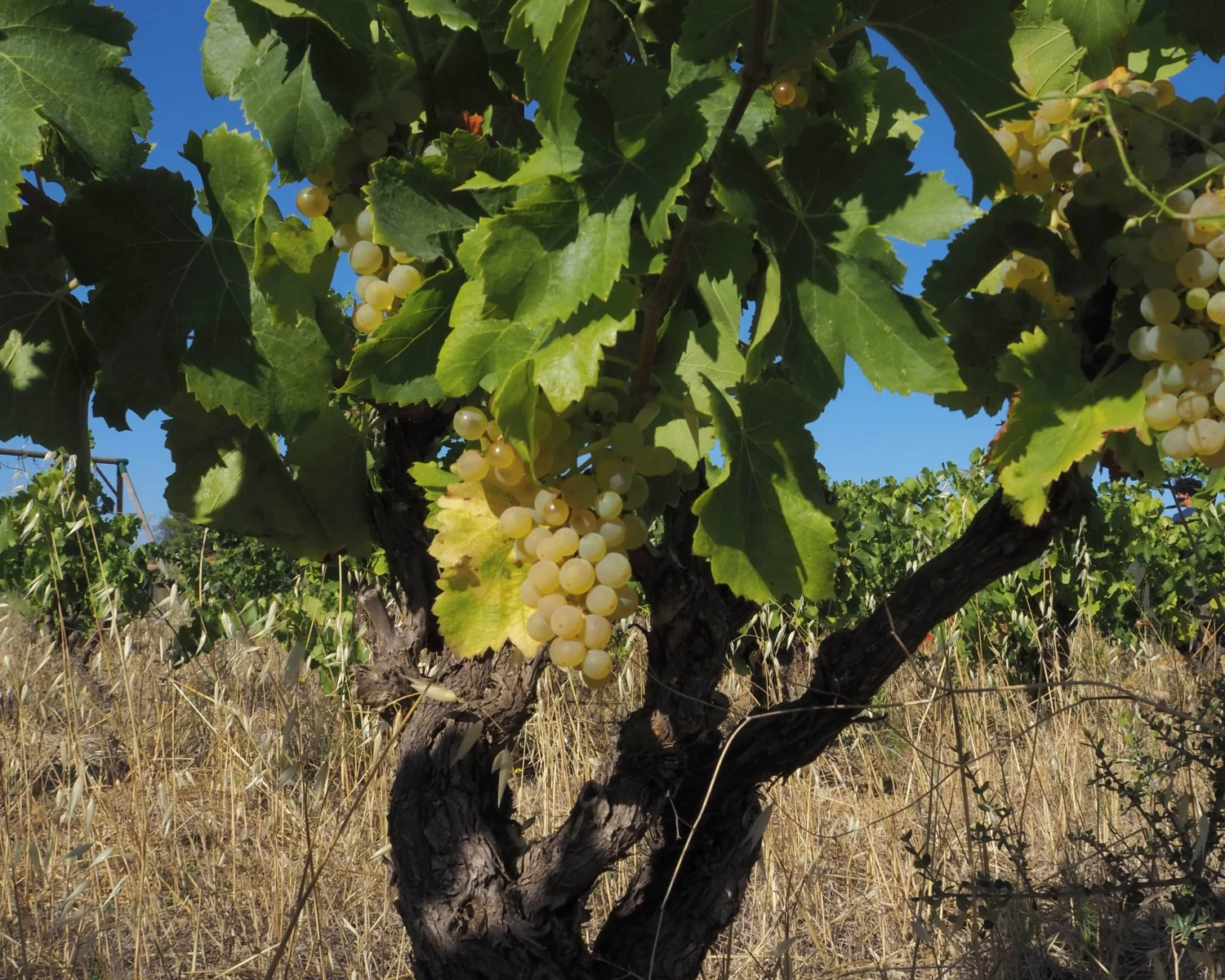 Ceps de vigne de la parcelle qui produit l'un de nos vin "georges"