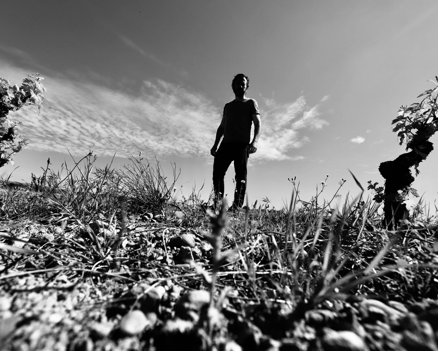 Photo parcelle de vignes de la cave aux fioles